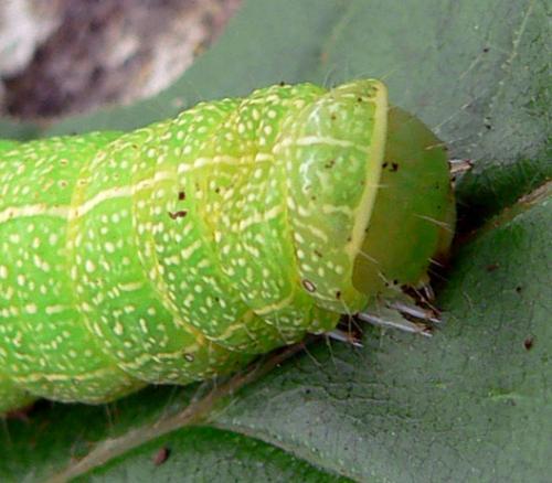Orthosia cerasi