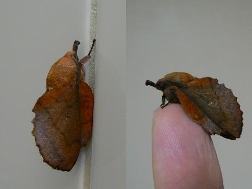 Gastropacha quercifolia