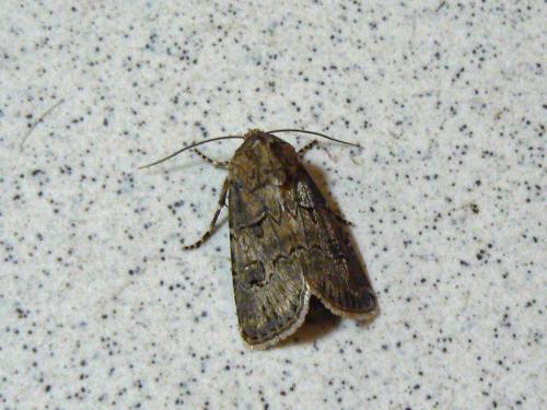 Agrotis bigramma