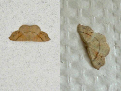 Réf. 61 256 : Cyclophora punctaria