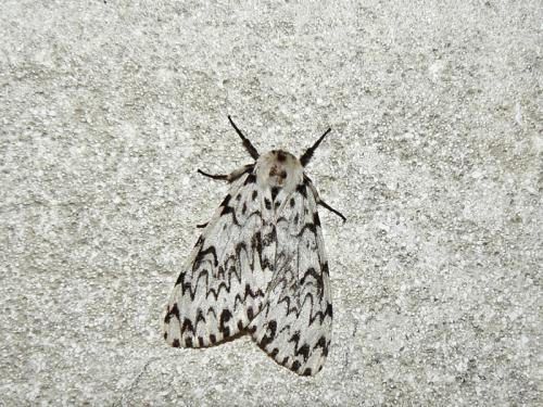 Lymantria monacha