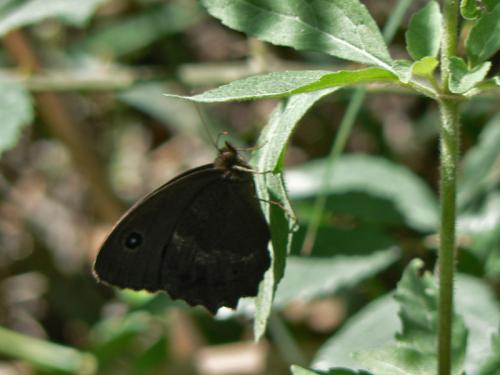 Minois dryas