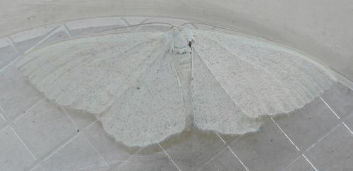 Réf. 61 607 : Scopula floslactata