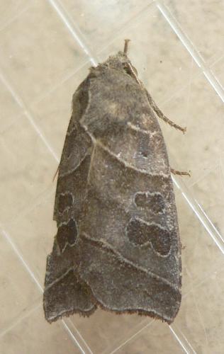 Réf. 61 016 : Ipimorpha retusa