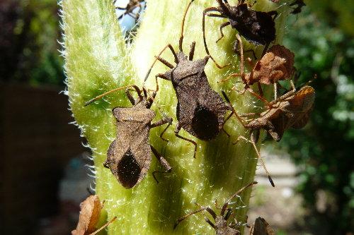 Coreus marginatus