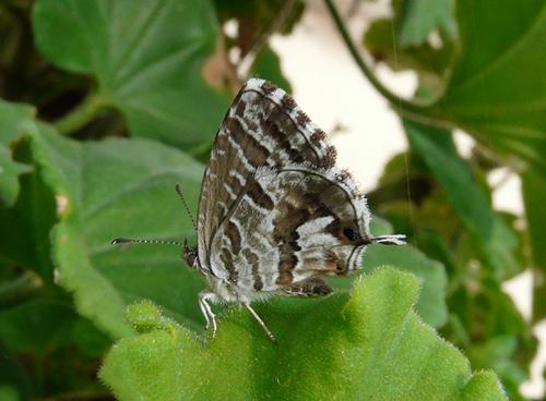 Réf. 61 285 : Cacyreus marshalli
