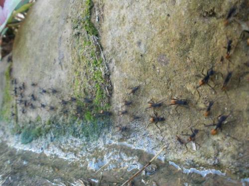 Eciton sp.