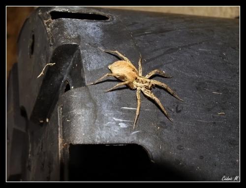Hogna radiata