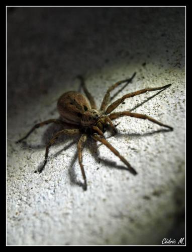 Hogna radiata