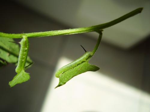 Agrius convolvuli