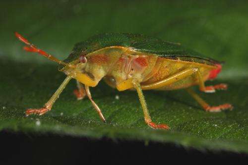 Palomena prasina