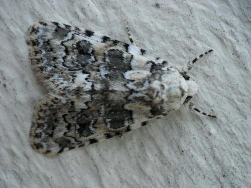 Bryophila domestica