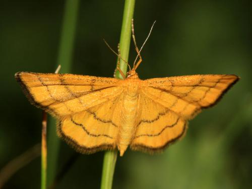 Réf. 61 045 : Idaea aureolaria