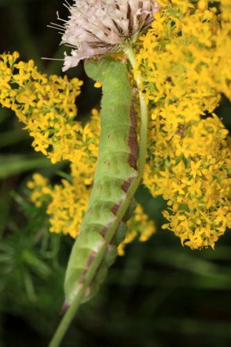 Hemaris tityus