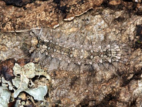 Réf. 61 323 : Lymantria monacha