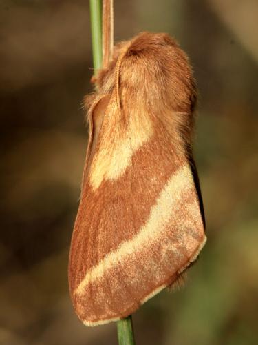 Malacosoma castrensis