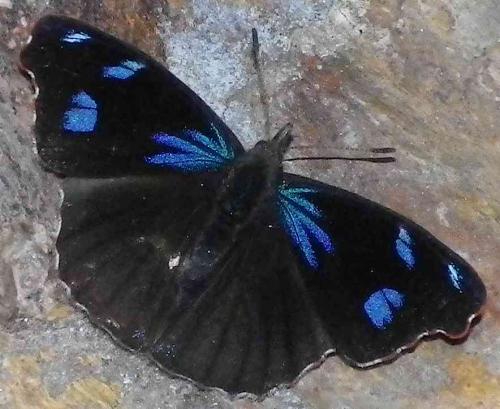 Réf. 61 597 : Perisama diotima