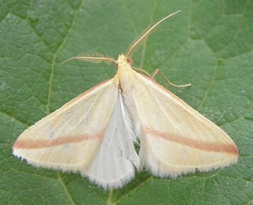 Rhodometra sacraria