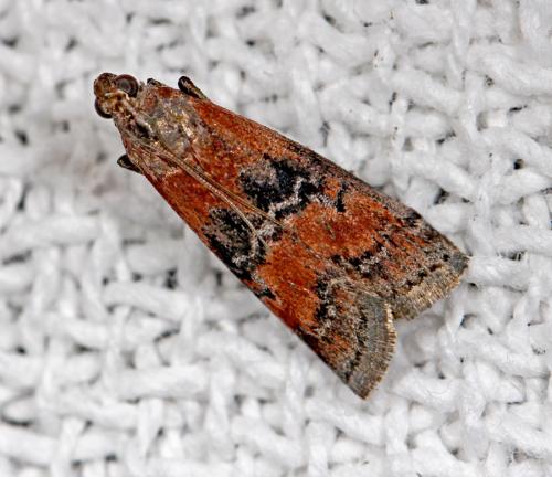 Réf. 61 109 : Rhodophaea formosa