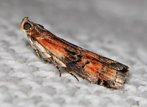 Réf. 61 110 : Rhodophaea formosa