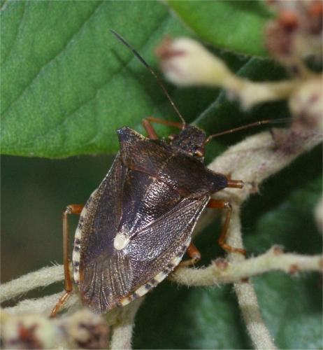 Réf. 61 620 : Pentatoma rufipes