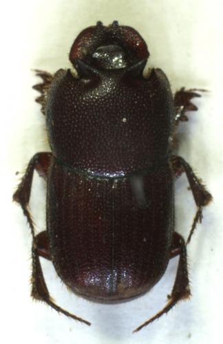 Pseudosaproecius cylindroides
