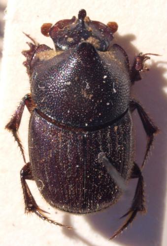 Pseudosaproecius portentosus