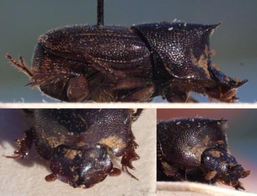 Pseudosaproecius portentosus
