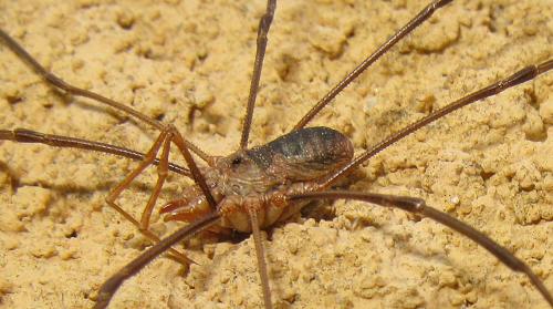 Réf. 61 869 : Phalangium opilio