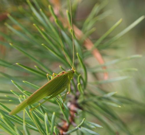 Phaneroptera sp.