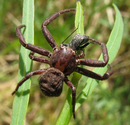 Réf. 61 825 : Xysticus sp.
