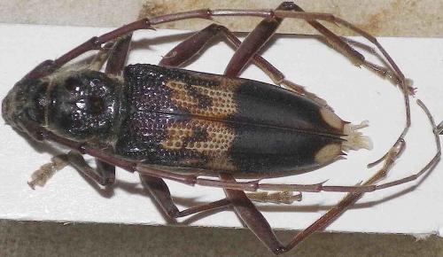 Réf. 61 659 : Phoracantha semipunctata