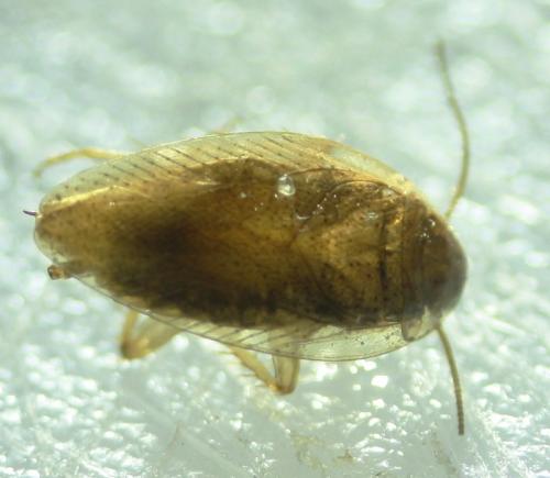 Réf. 61 241 : Ectobius sp.