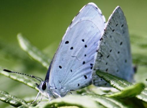 Réf. 61 235 : Celastrina argiolus