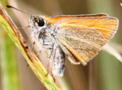 Réf. 61 236 : Thymelicus lineola