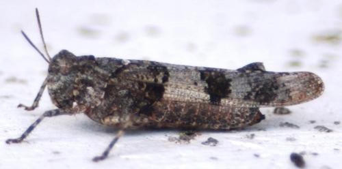 Réf. 61 238 : Oedipoda caerulescens