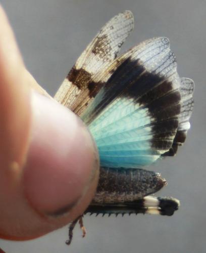 Oedipoda caerulescens caerulescens