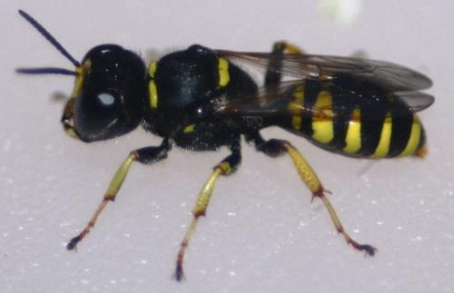 Réf. 61 261 : Ectemnius sp.