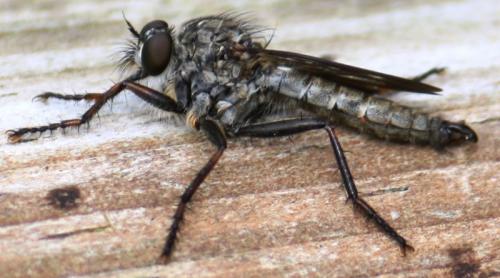 Tolmerus atricapillus