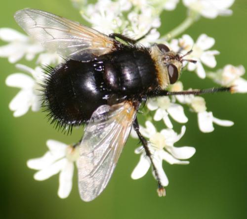 Tachina grossa