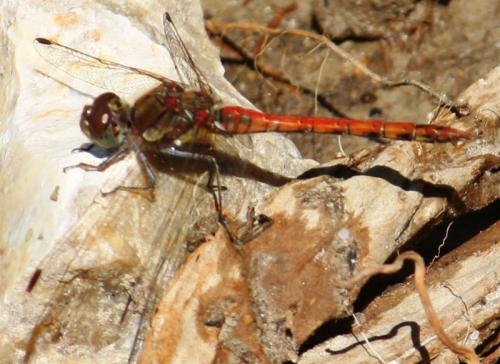 Sympetrum striolatum