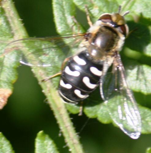 Scaeva pyrastri
