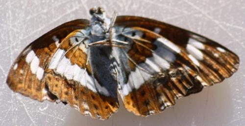 Limenitis camilla