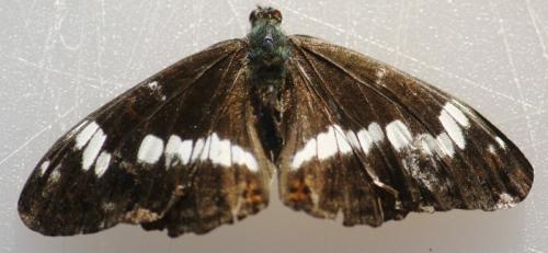 Limenitis camilla