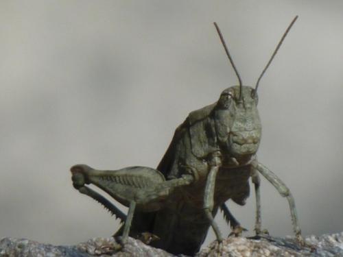 Réf. 61 974 : Oedipoda germanica germanica