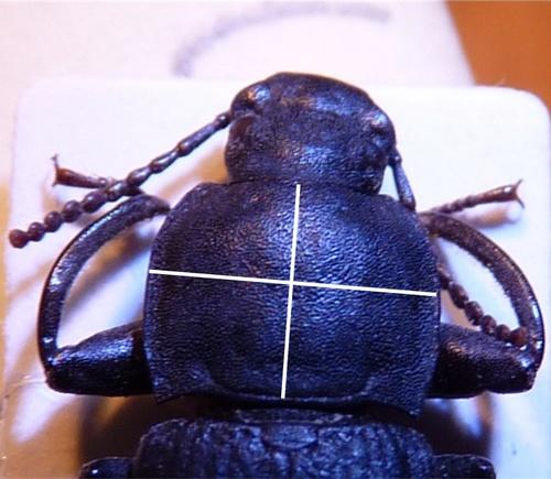 Tenebrio obscurus