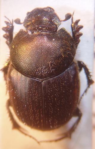 Onthophagus coenobita