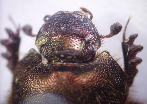 Onthophagus coenobita