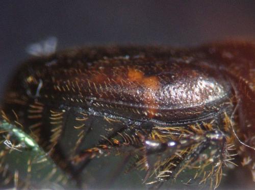 Réf. 61 945 : Onthophagus coenobita