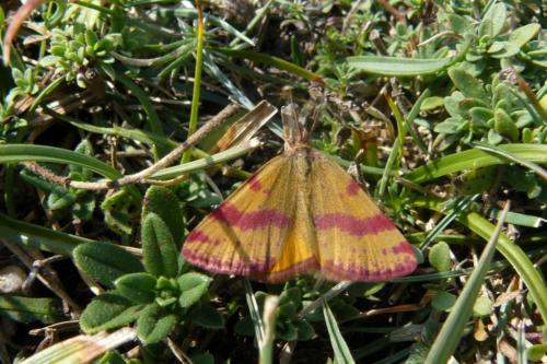 Réf. 61 654 : Lythria sanguinaria